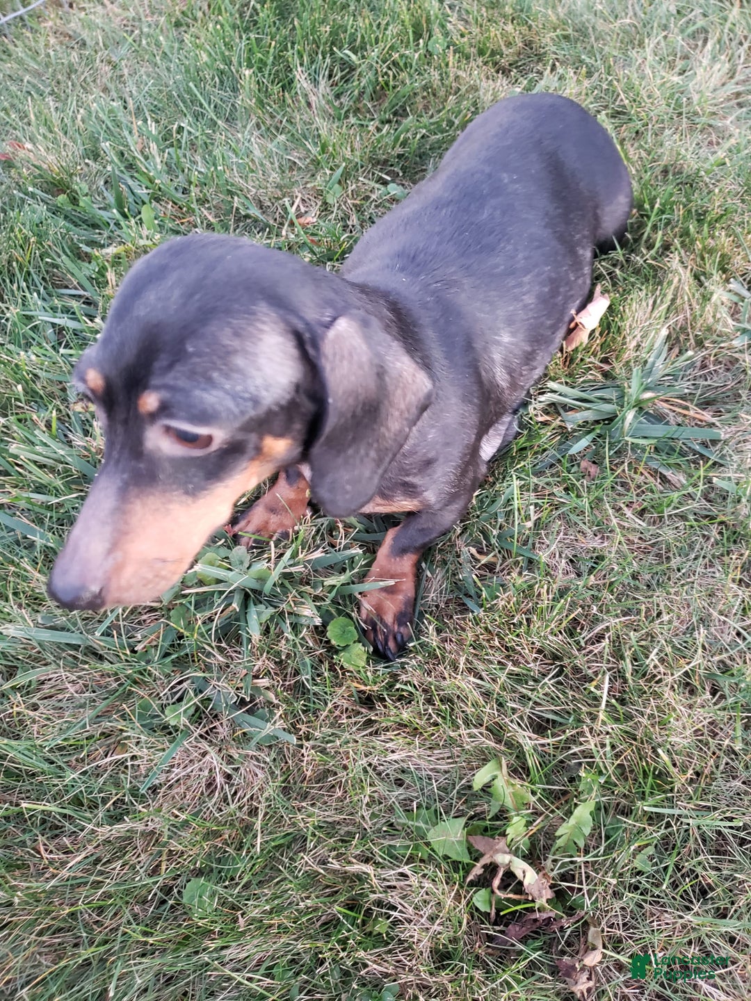 Miniature Dachshund dogs for sale: Sophie - Image 10
