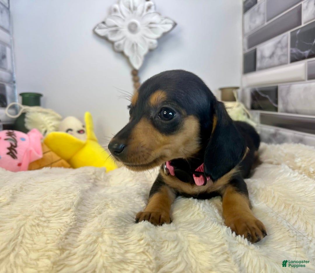 Miniature Dachshund dogs for sale: Jasmine - Image 1