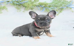 French Bulldog dogs for sale: Nibbles - Image 5