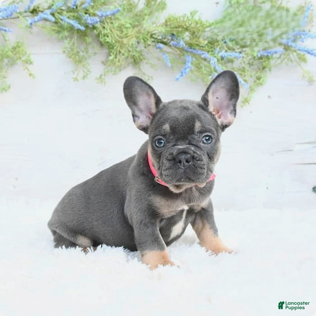 French Bulldog dogs for sale: Nibbles - Image 5