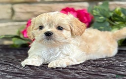 Cavalier King Charles Spaniel dogs for sale: Enzo - Image 11