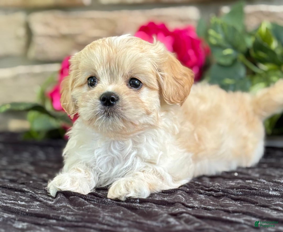 Cavalier King Charles Spaniel dogs for sale: Enzo - Image 11