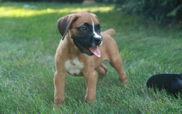 Boxer dogs for sale: Eli - Image 2