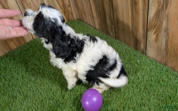 Cavapoo dogs for sale: Missy Girl 3 - Image 8