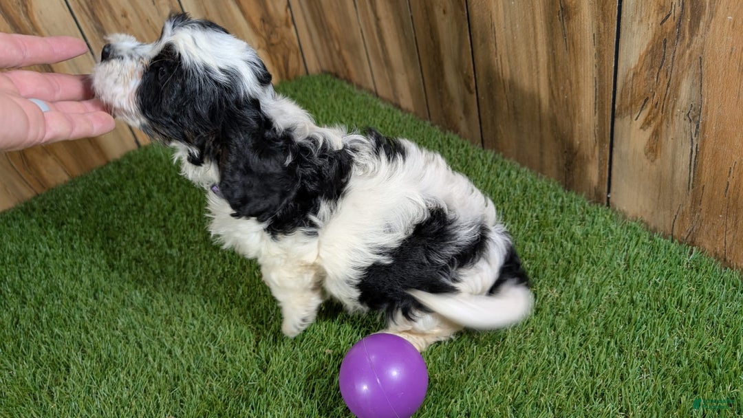 Cavapoo dogs for sale: Missy Girl 3 - Image 8