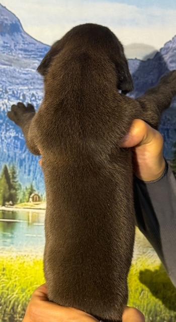 Great Dane dogs for sale: Queenie - Black - Image 2