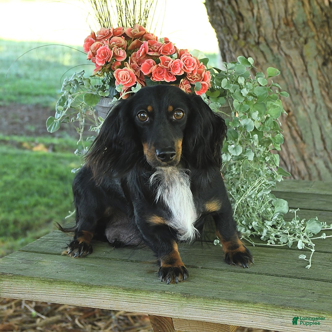 Miniature Dachshund dogs for sale: Champ - Image 6