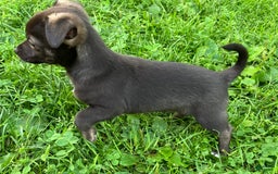 Chihuahua dogs for sale: Django - Image 2