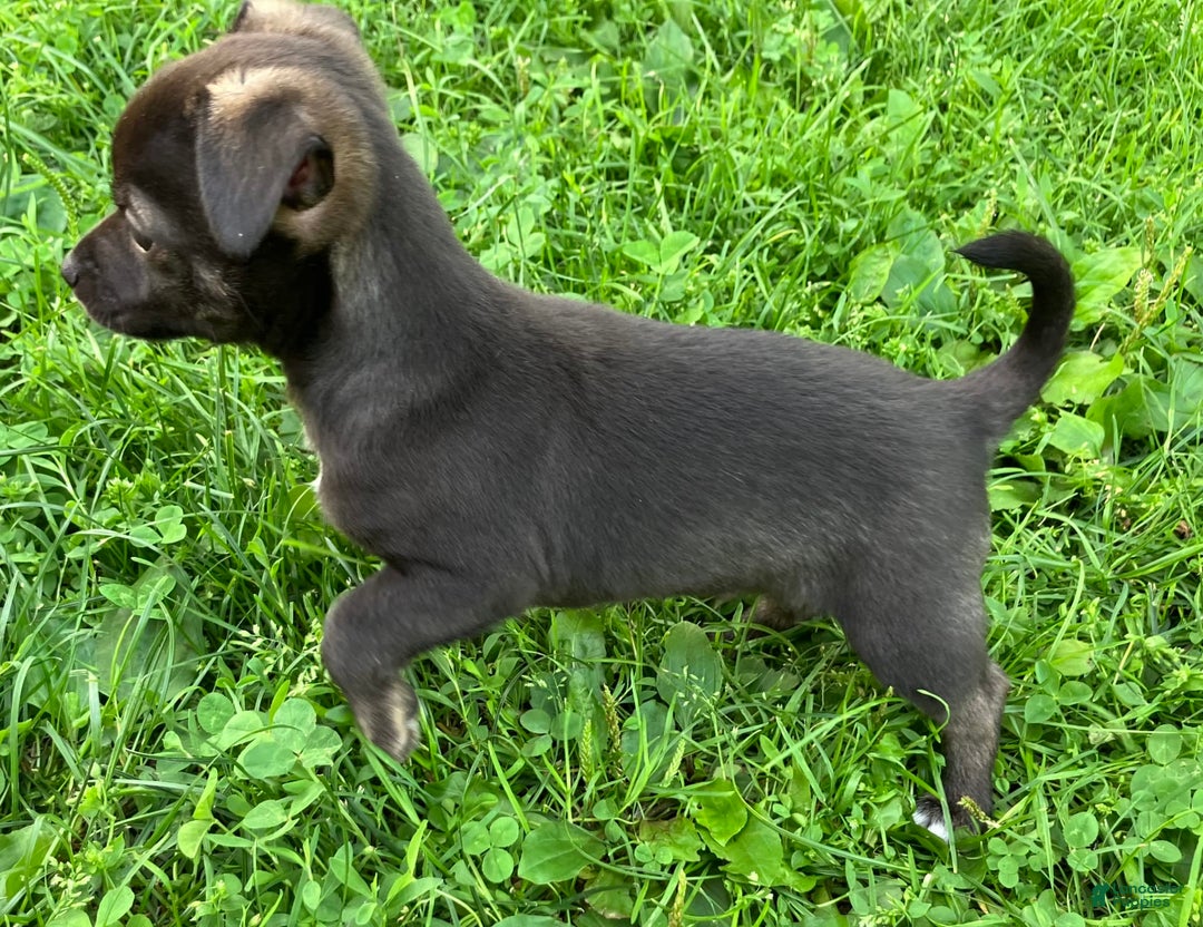 Chihuahua dogs for sale: Django - Image 2