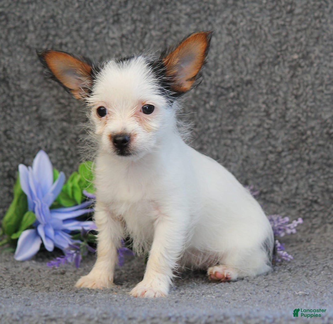 Yorkshire Terrier dogs for sale: Tessa - Image 5