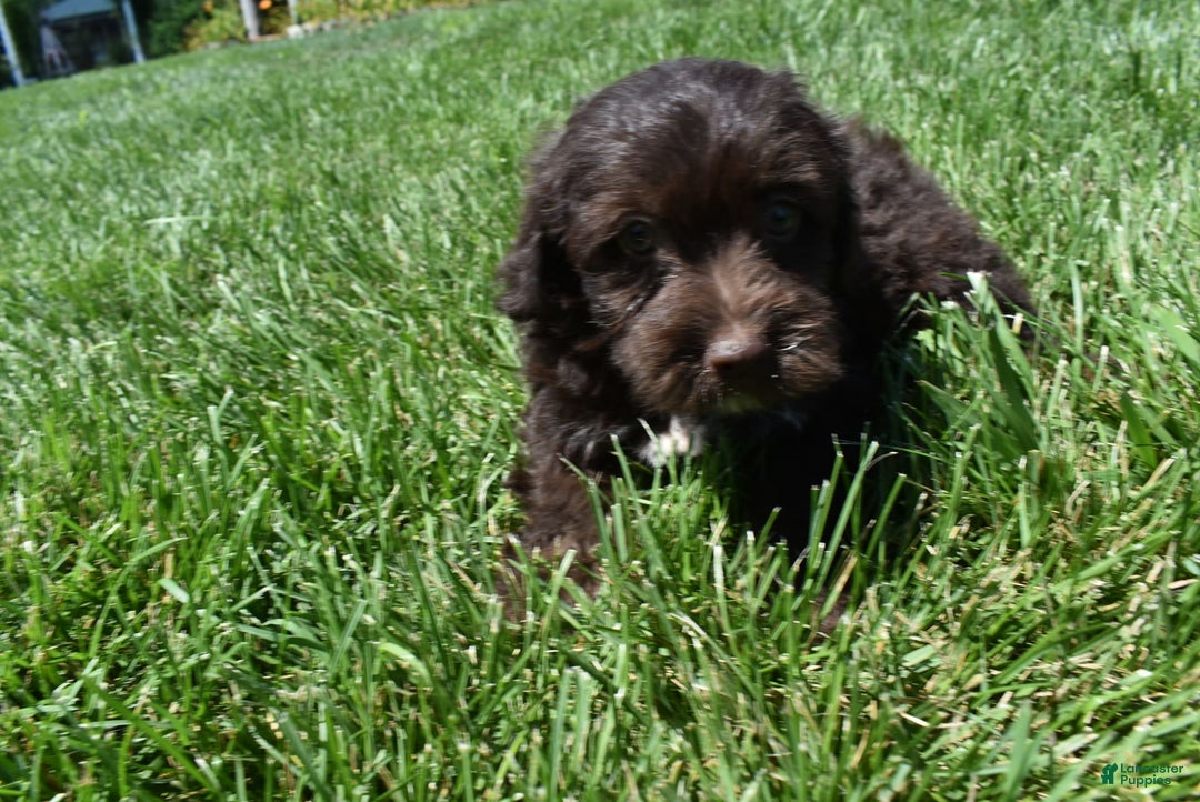 Havapoo dogs for sale: Armani - Image 11