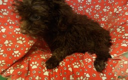 Aussiedoodle dogs for sale: CHOCOLATE - Image 1