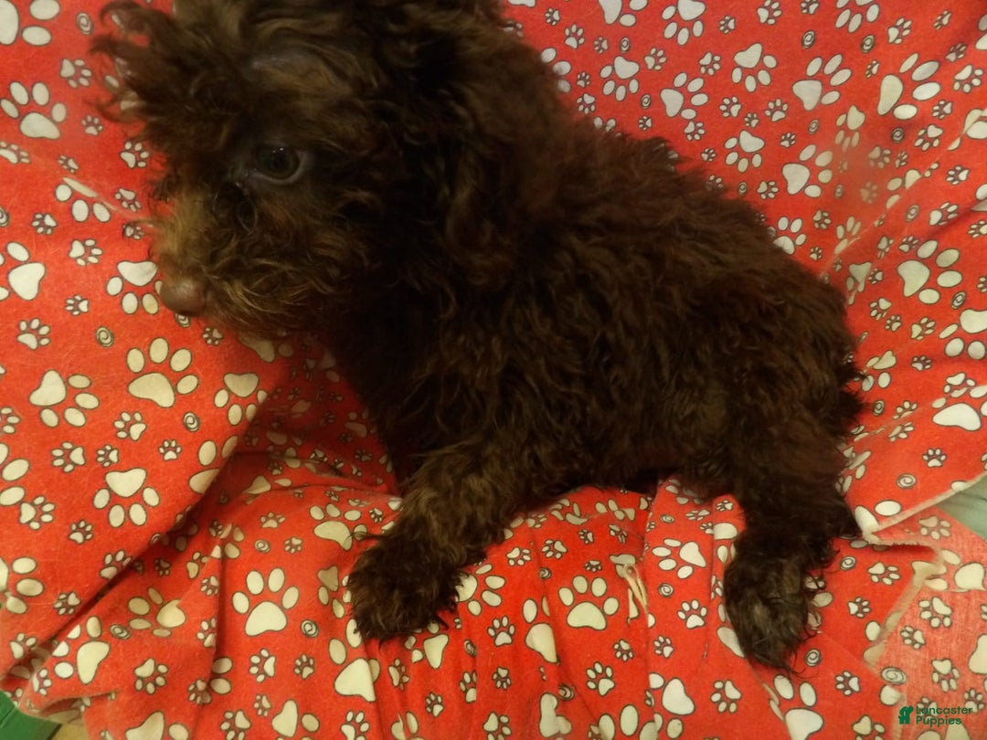 Aussiedoodle dogs for sale: CHOCOLATE - Image 1