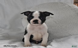Boston Terrier dogs for sale: Barney - Image 2