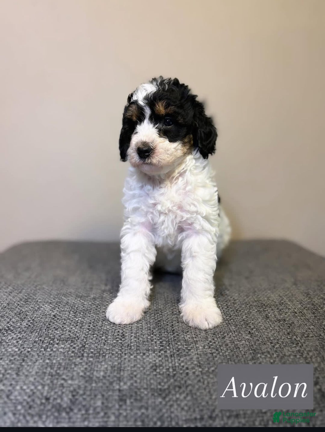 Mini Aussiedoodle dogs for sale: Avalon - Image 1