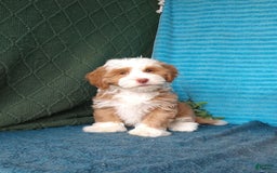 Havanese dogs for sale: Lucky - Image 6