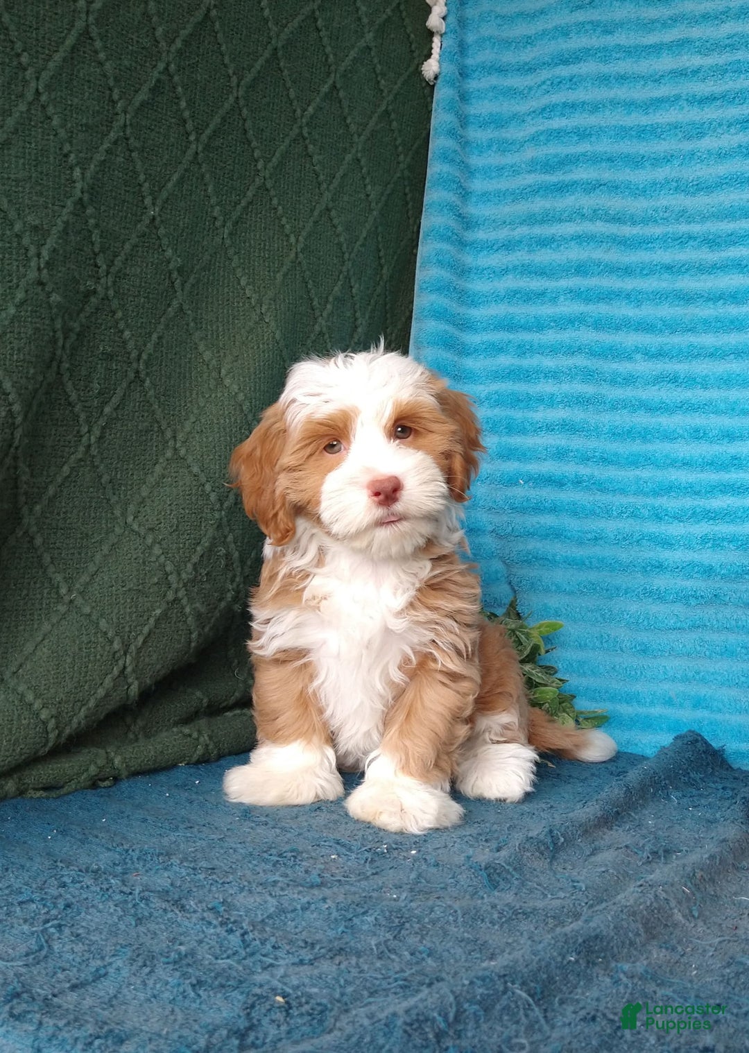 Havanese dogs for sale: Lucky - Image 6