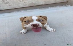 American Bully dogs for sale: Bella - Image 3
