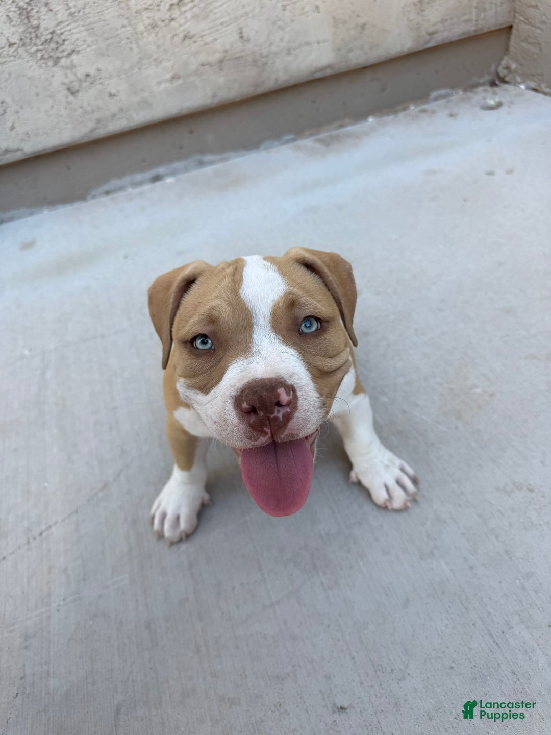 American Bully dogs for sale: Bella - Image 3