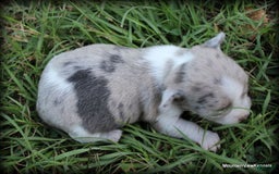 Chihuahua dogs for sale: Chari - Image 1