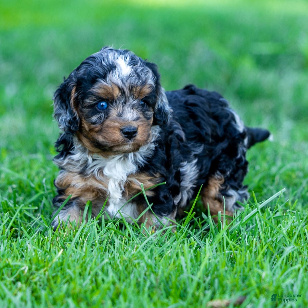 Cavapoo dogs for sale: Cavapoo 3 puppies - Image 2