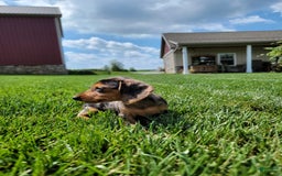 Dachshund dogs for sale: Jennifer - Image 9