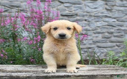 Golden Retriever dogs for sale: Lily - Image 2