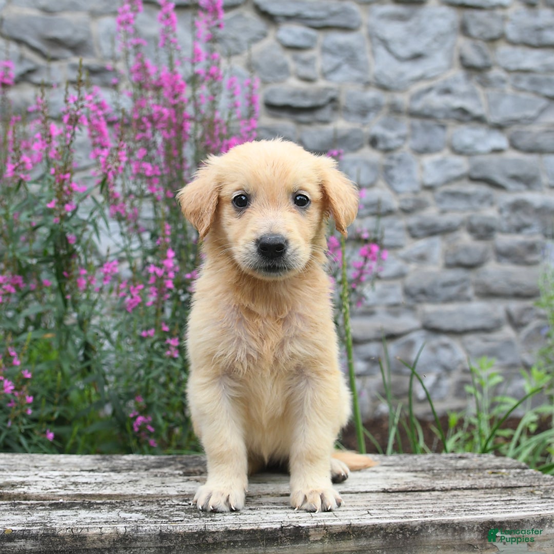 Golden Retriever dogs for sale: Lily - Image 2