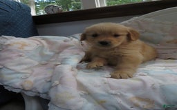 Golden Retriever dogs for sale: Truffle - Image 6