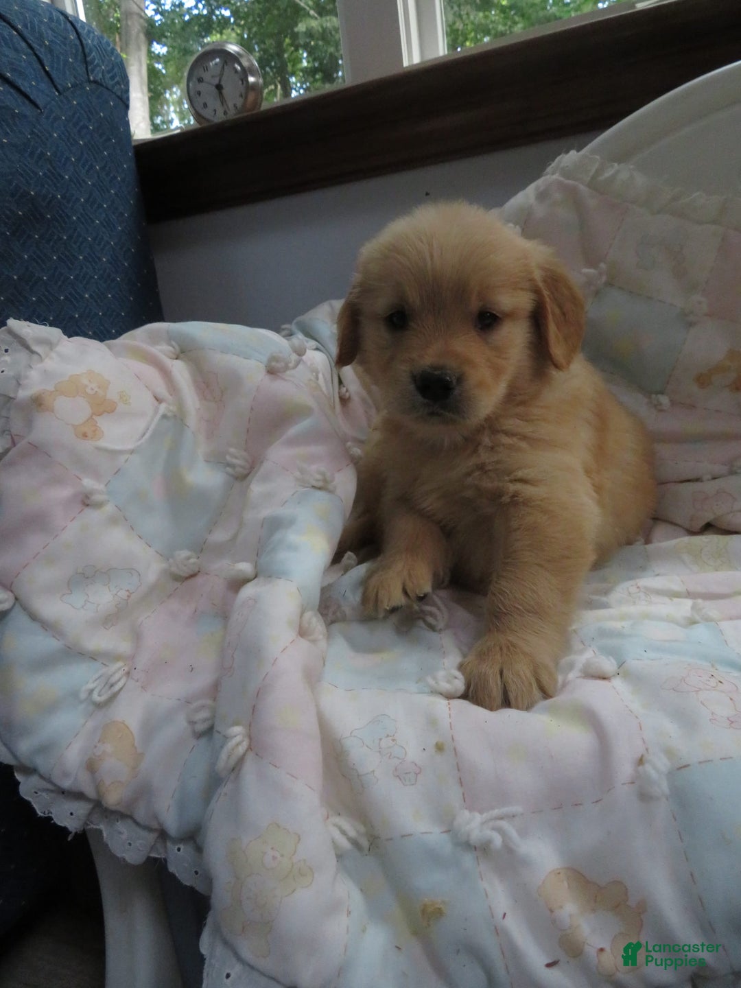 Golden Retriever dogs for sale: Truffle - Image 6