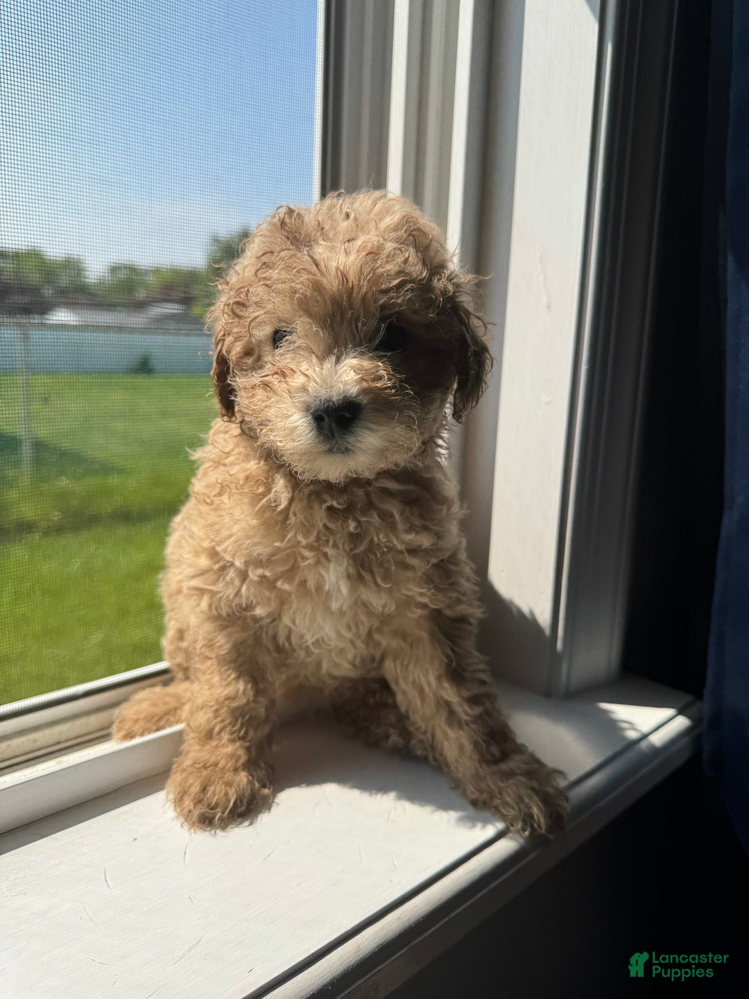 Toy Poodle dogs for sale: Toy Poodle 3 puppies - Image 1