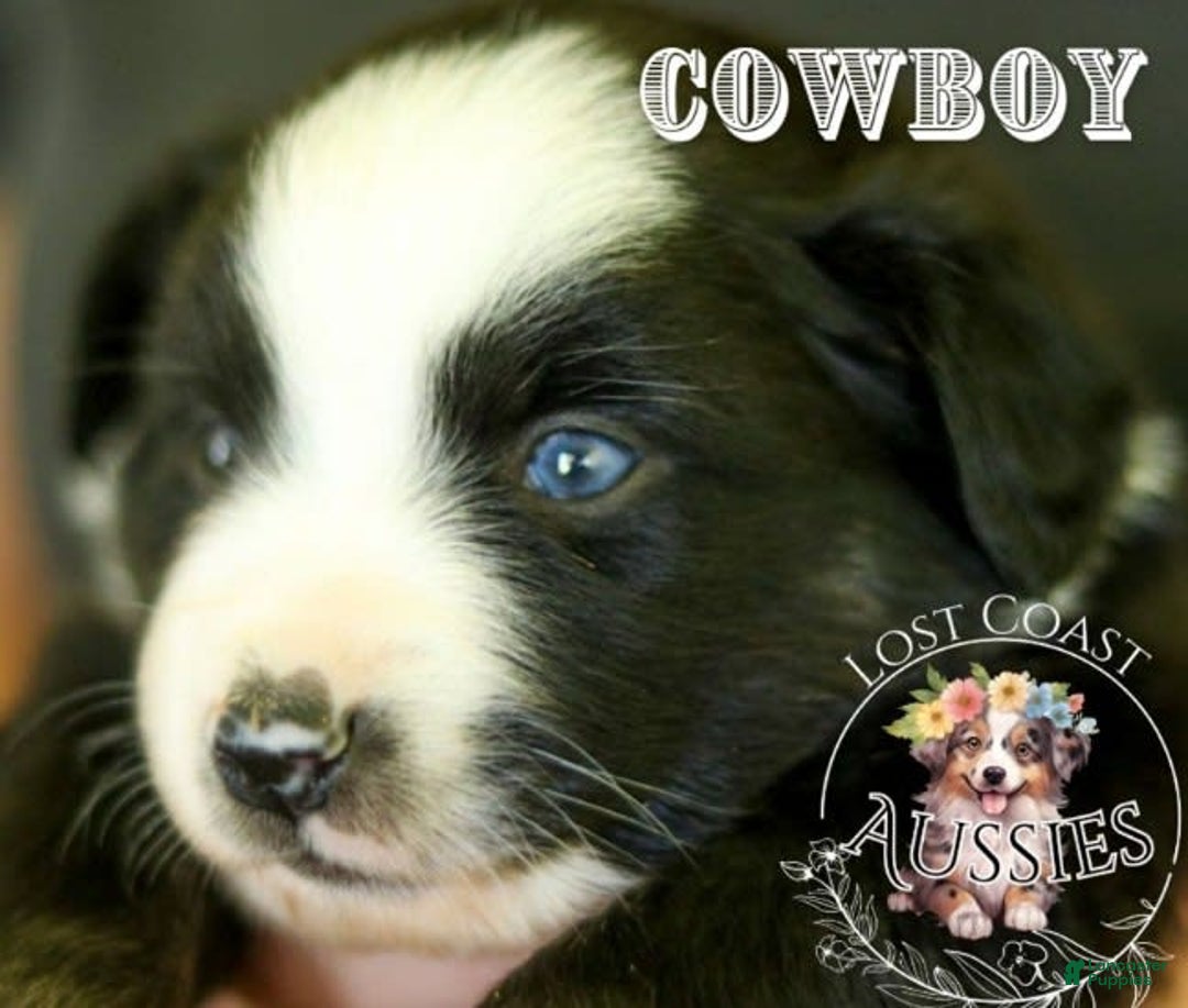 Miniature Australian Shepherd dogs for sale: Cowboy - Image 1
