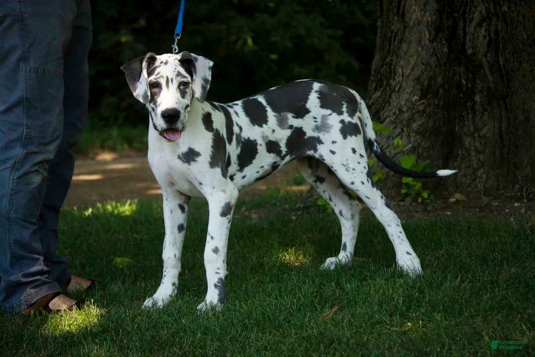 Great Dane dogs for sale: Electra - Image 22