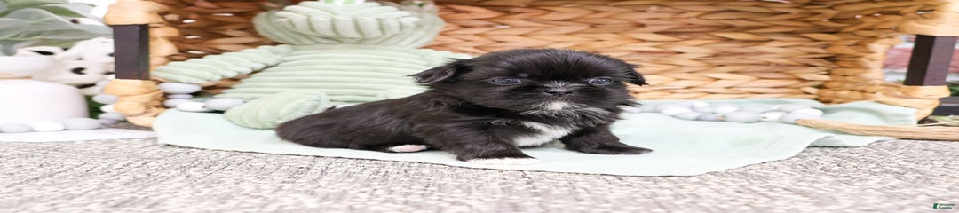 Soot