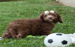 Cockapoo dogs for sale: Bailey - Image 8