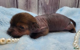 Chinese Crested dogs for sale: Sylvia - Image 3