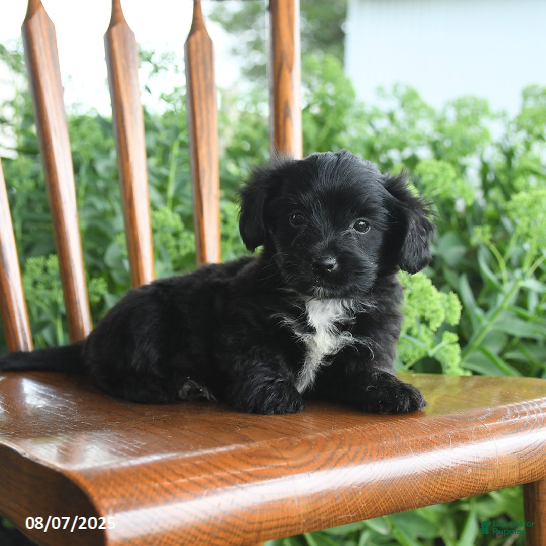 Teddy Bear dogs for sale: Zack - Image 5