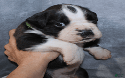 Boxer dogs for sale: Green Collar Male - Image 4