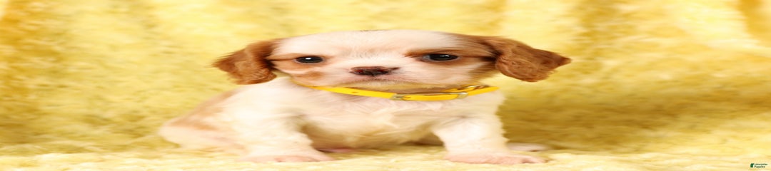 Kimbo