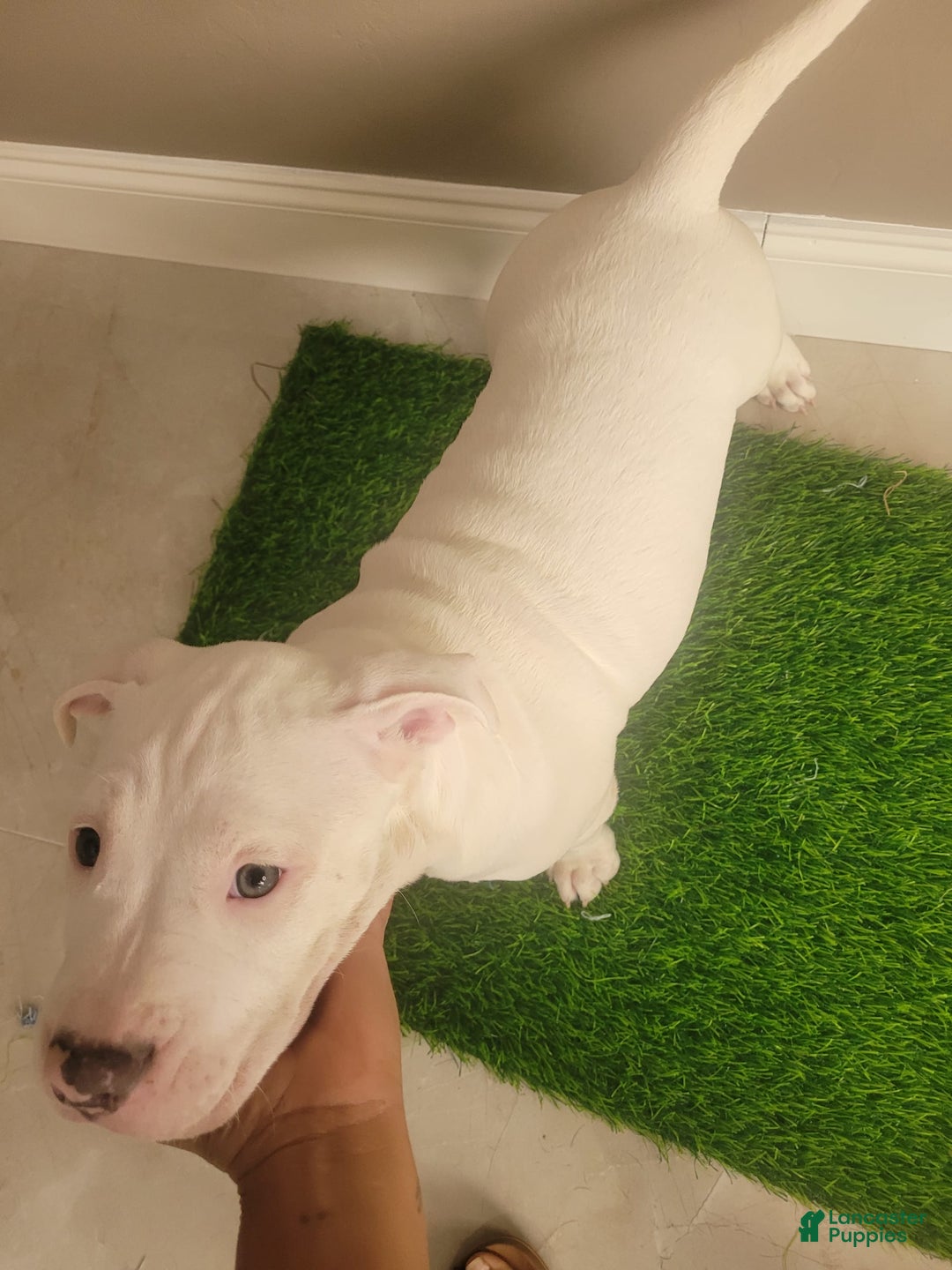 American Bully dogs for sale: Diamond - Image 5