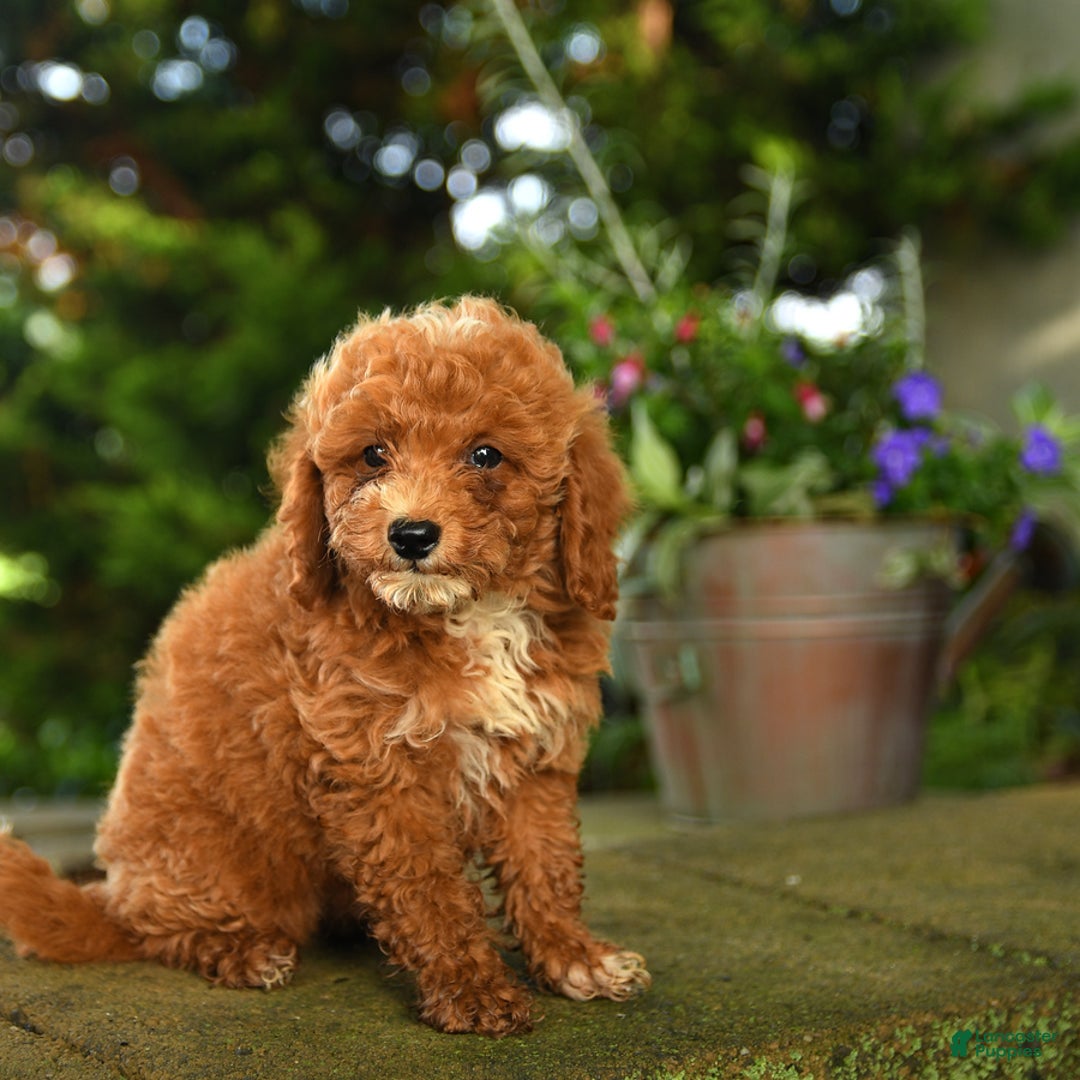 Miniature Poodle dogs for sale: Rascal - Image 5