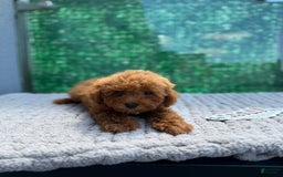 Toy Poodle dogs for sale: Layla - Image 1