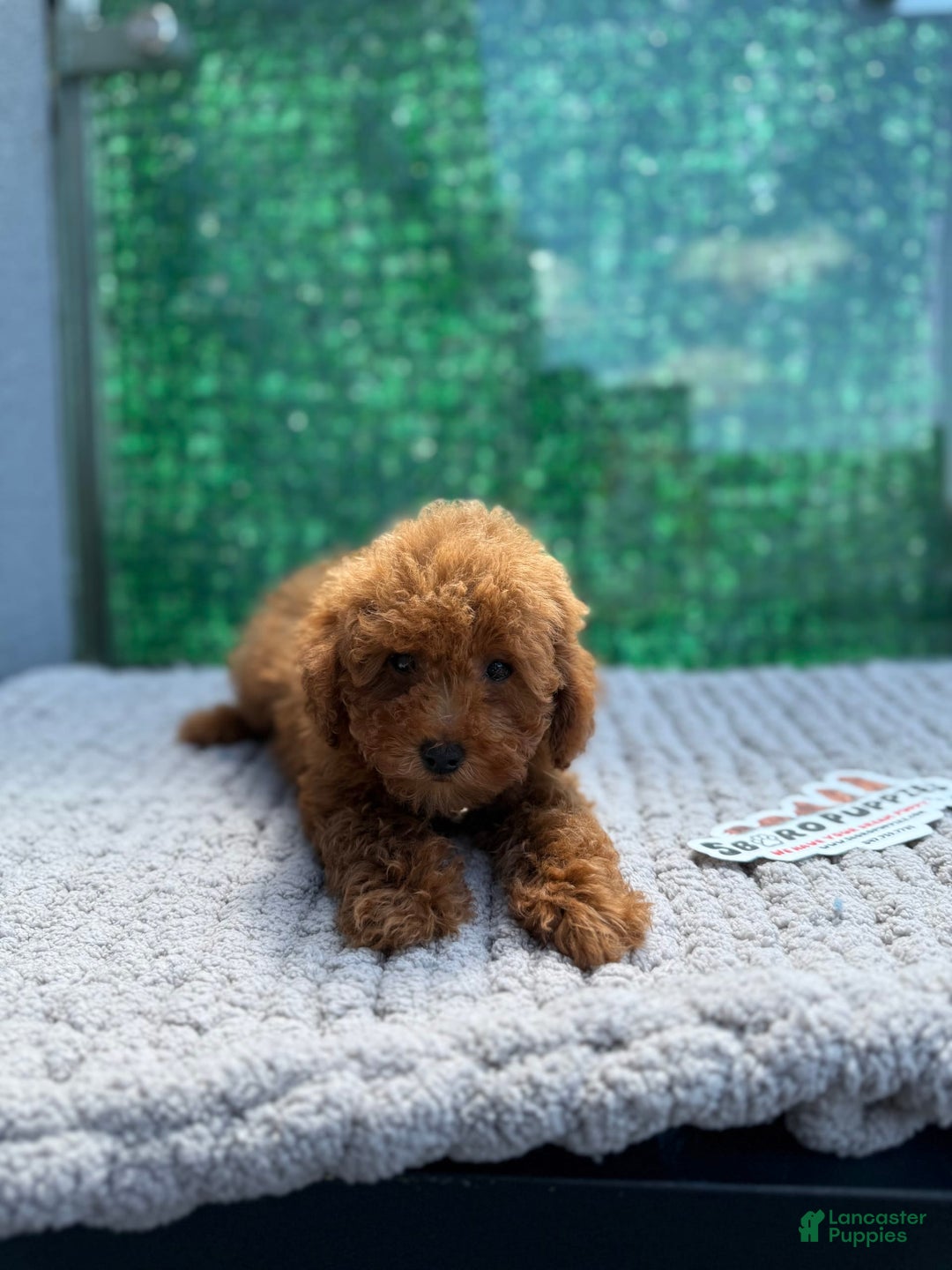 Toy Poodle dogs for sale: Layla - Image 1