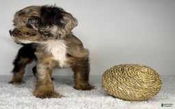 Cocker Spaniel dogs for sale: Merly Girl - Image 1