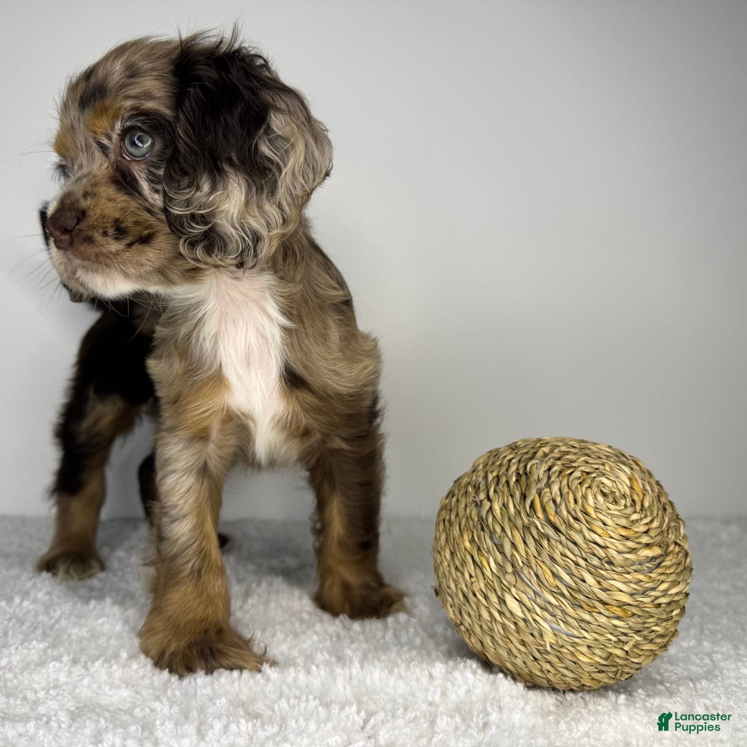 Cocker Spaniel dogs for sale: Merly Girl - Image 1