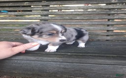  dogs for sale: Toy Australian Shepherd 1 puppies - Image 4