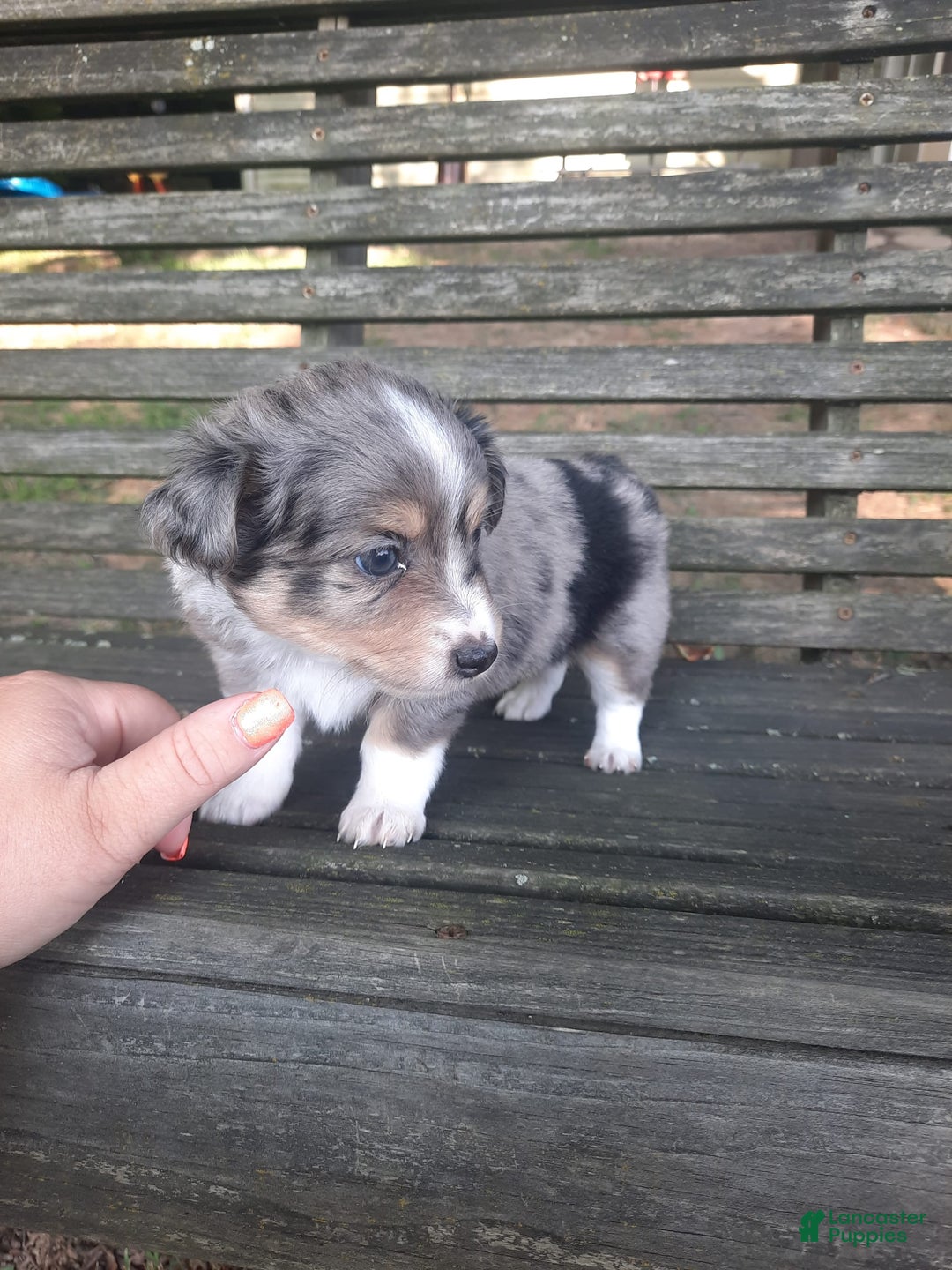  dogs for sale: Toy Australian Shepherd 1 puppies - Image 4