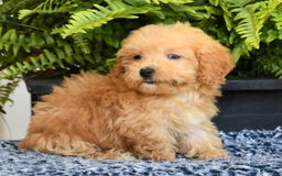 Havapoo dogs for sale: Mocha - Image 1