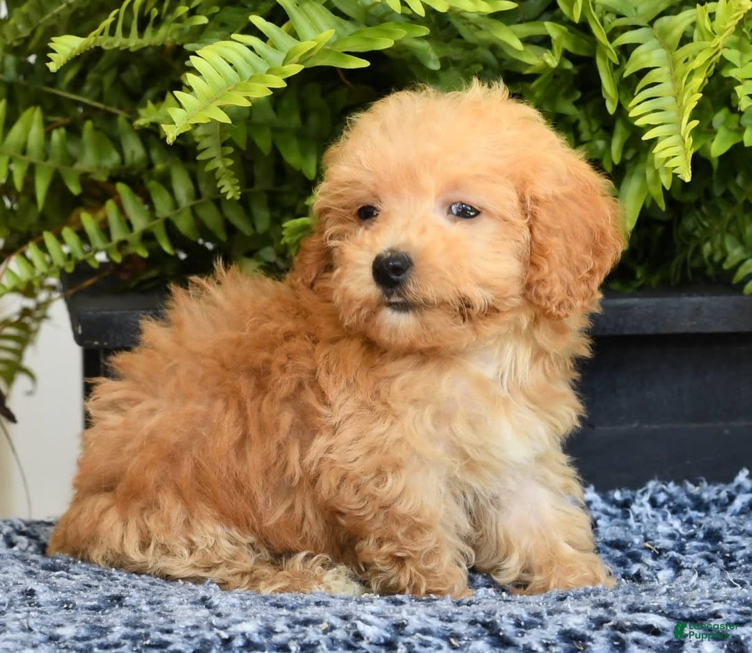 Havapoo dogs for sale: Mocha - Image 1
