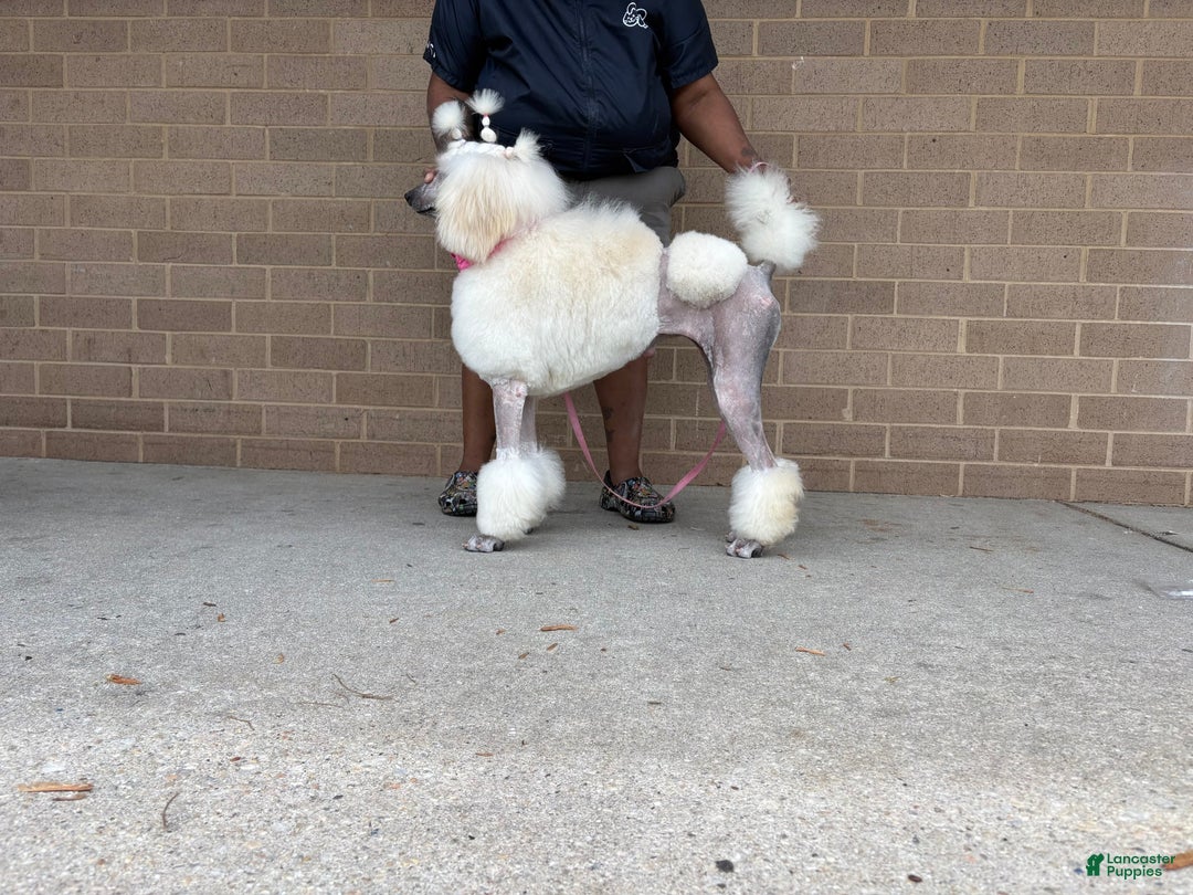 Standard Poodle dogs for sale: Canvas - Image 2